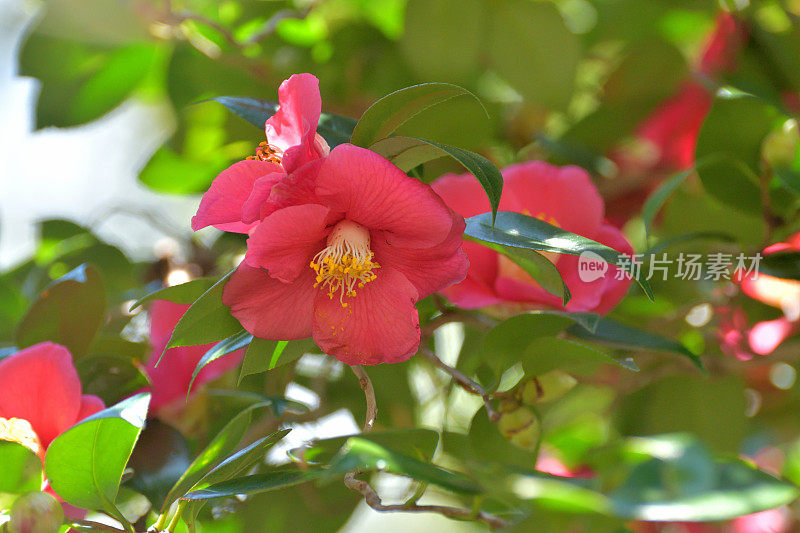 茶花/日本茶花